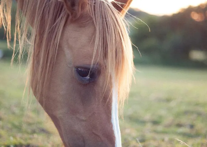 Pepiite Bocage Normand - Cosy Nature & Sainte-Marguerite-de-Viette